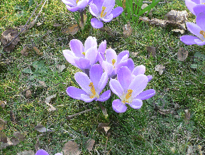 crocus