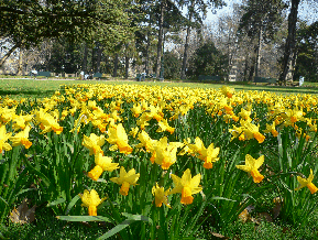 jonquilles