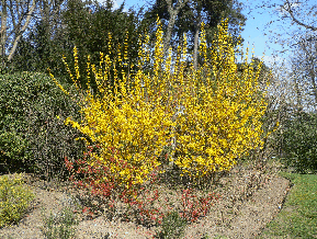 forsythia