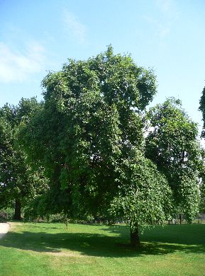 Frêne commun - Fraxinus excelsior