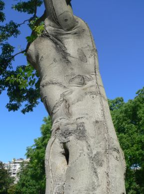 Frêne commun - Fraxinus excelsior