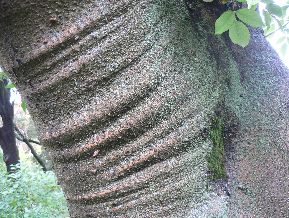 Frêne commun - Fraxinus excelsior