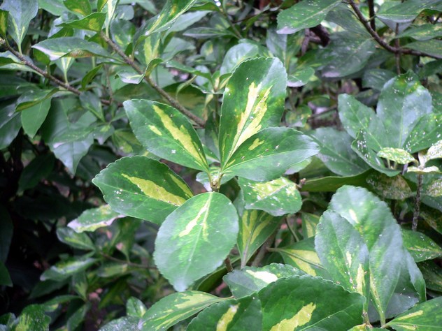 Fusain Euonymus -Duc d'Anjou