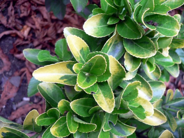 Fusain - Euonymus Fortunei Emerald & Gold