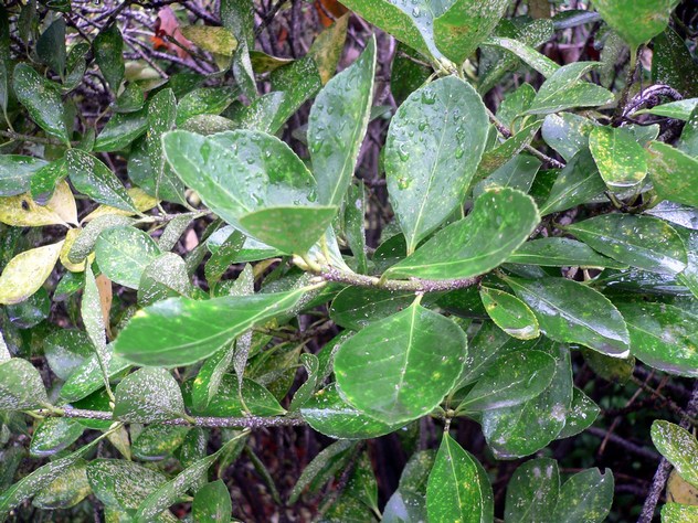 Fusain - Euonymus Fortunei