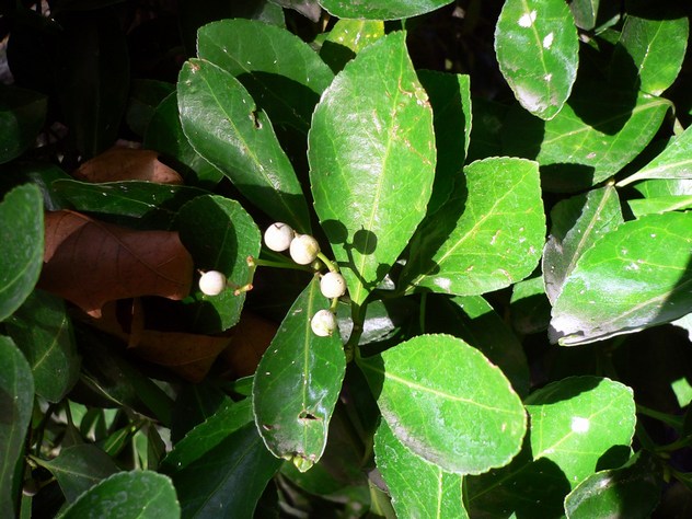 Fusain - Euonymus Fortunei