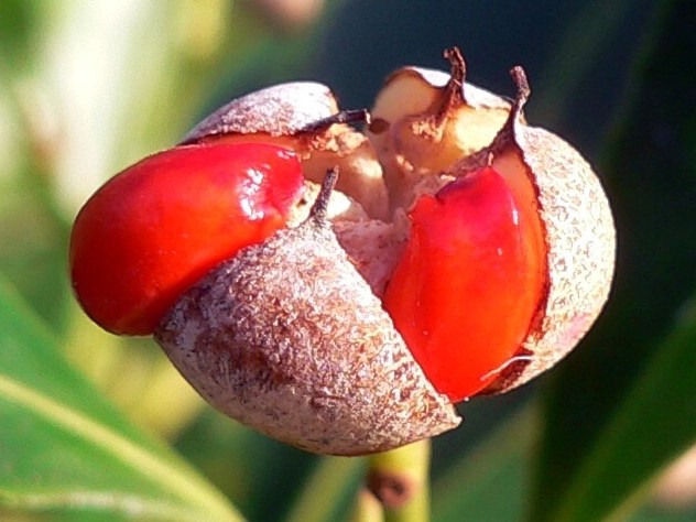 Fusain - Euonymus Fortunei