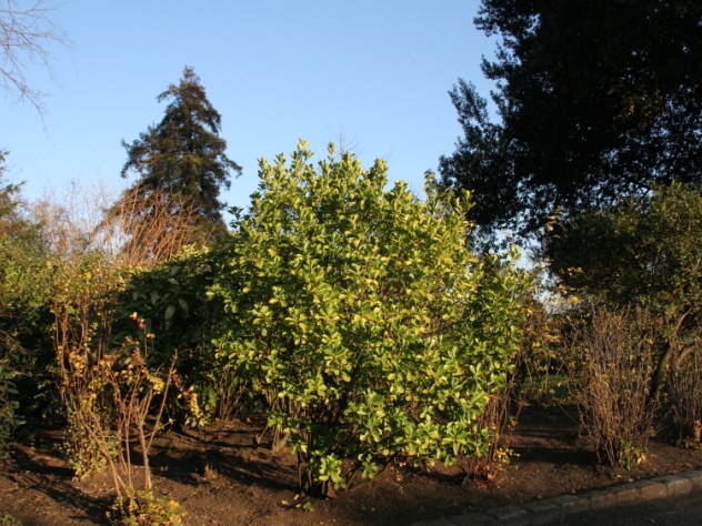 Fusain - Euonymus Fortunei