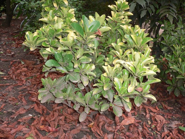 Fusain - Euonymus Fortunei Emerald & Gold