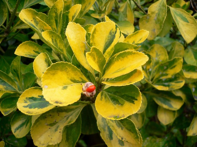 Fusain - Euonymus Japonicus