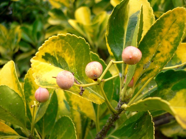 Fusain - Euonymus Japonicus
