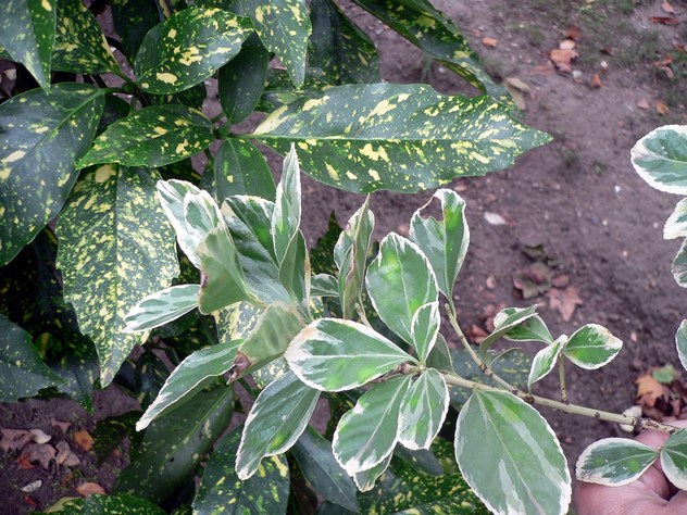 Fusain Euonymus President Gautier