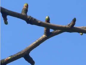 Arbre aux quarante écus - Ginkgo biloba