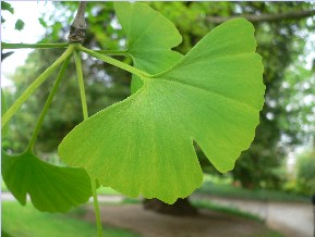 Arbre aux quarante écus - Ginkgo biloba