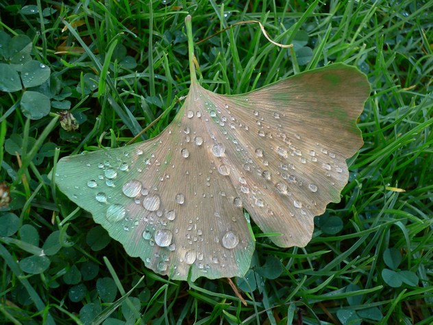 Arbre aux quarante écus - Ginkgo biloba