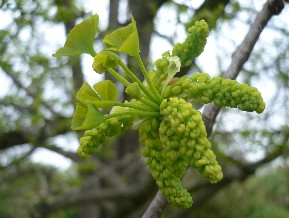 Arbre aux quarante écus - Ginkgo biloba