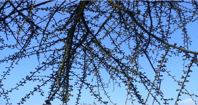 Arbre aux quarante écus - Ginkgo biloba