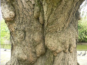 Arbre aux quarante écus - Ginkgo biloba