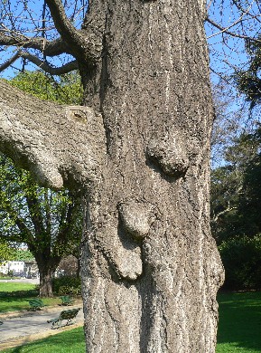 Arbre aux quarante écus - Ginkgo biloba