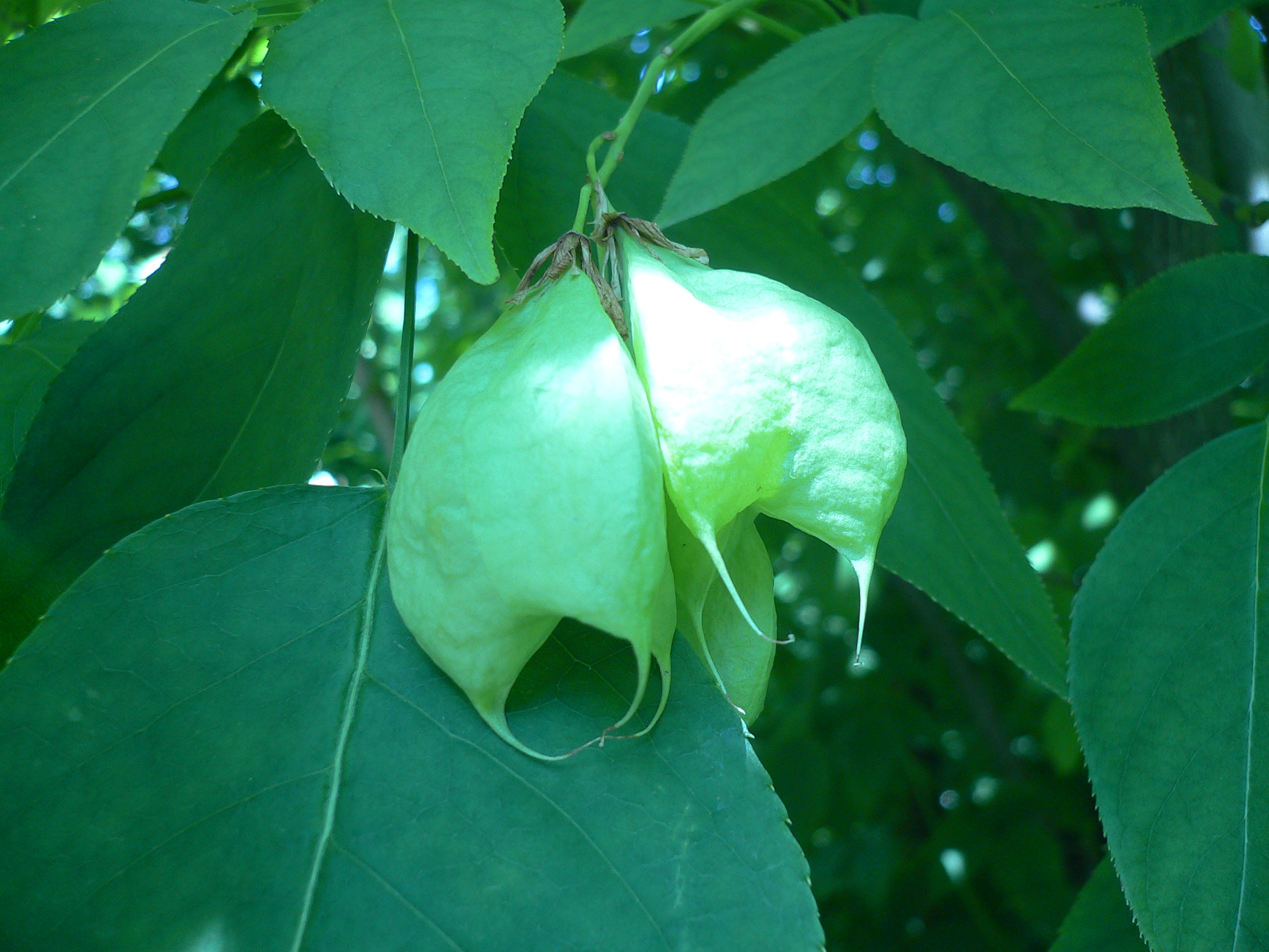 Halesia Carolina