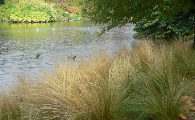 Herbes du lac