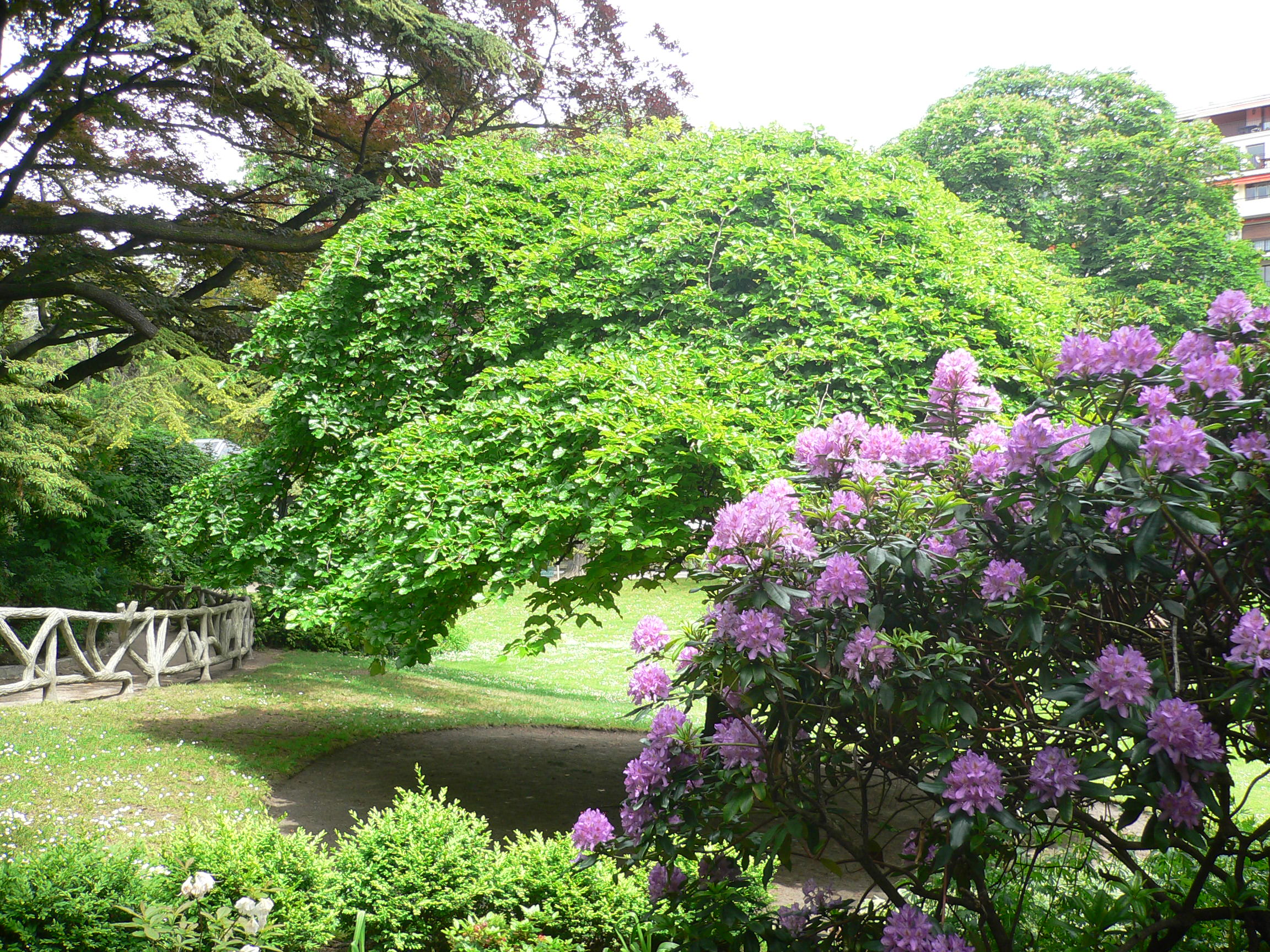 Hêtre tortillard - Fagus sylvatica tortuosa