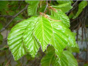 Hêtre tortillard - Fagus sylvatica tortuosa