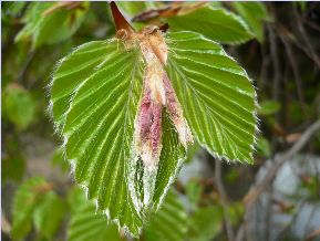 Hêtre tortillard - Fagus sylvatica tortuosa
