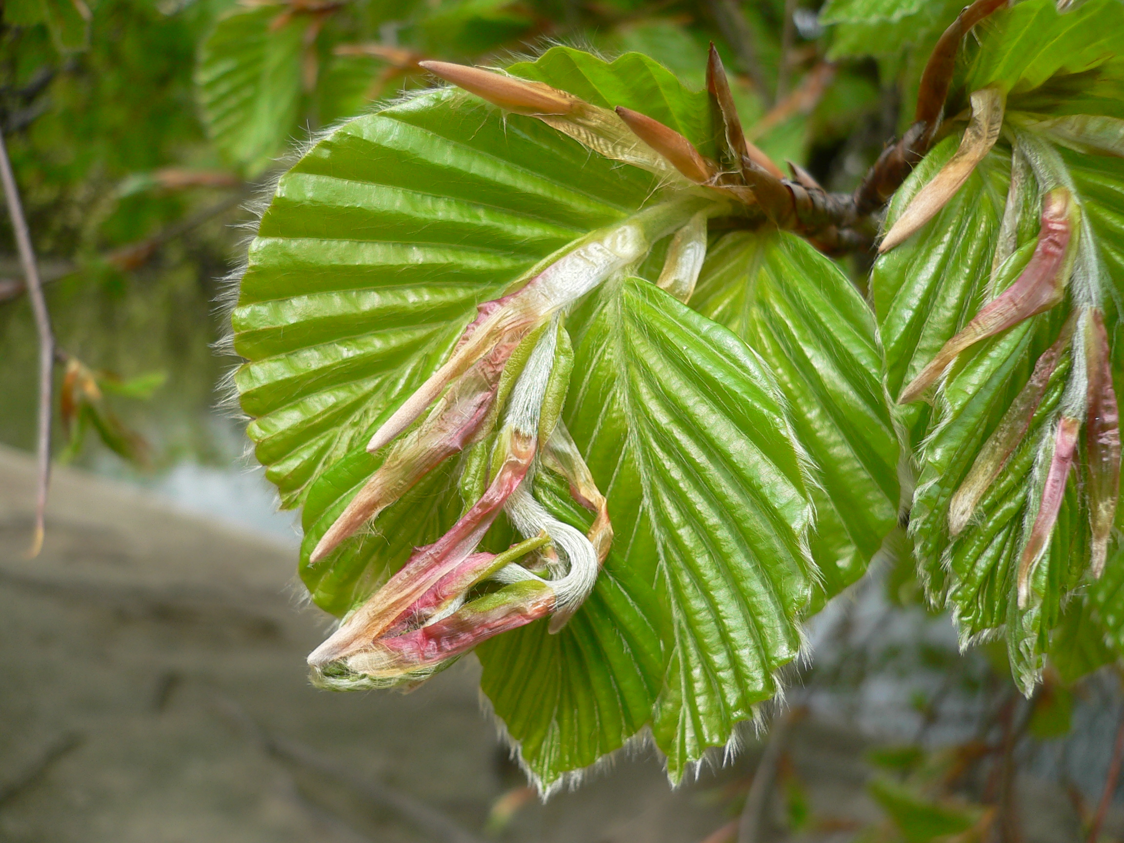 Hêtre pourpre - Fagus Purpurea