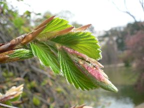 Hêtre tortillard - Fagus sylvatica tortuosa