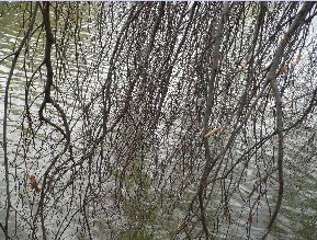 Hêtre tortillard - Fagus sylvatica tortuosa