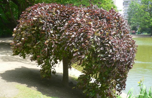 Hêtre tortillard - Fagus sylvatica tortuosa