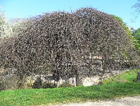 Hêtre tortillard - Fagus sylvatica tortuosa