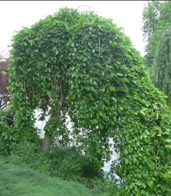 Hêtre tortillard - Fagus sylvatica tortuosa