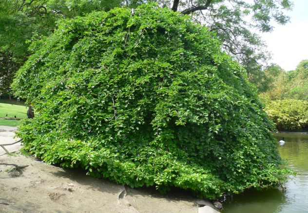 Hêtre tortillard - Fagus sylvatica tortuosa