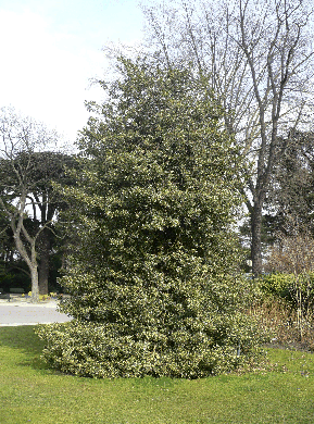 Houx commun - Ilex aquifolium