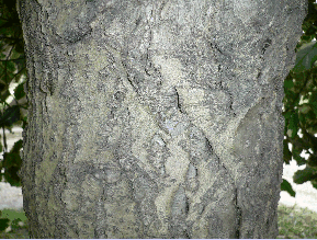 Houx commun - Ilex aquifolium