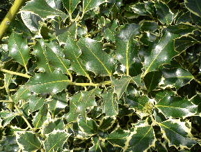 Houx commun - Ilex aquifolium