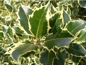 Houx commun - Ilex aquifolium