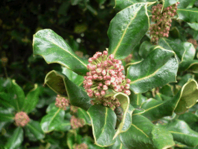 Houx commun - Ilex aquifolium