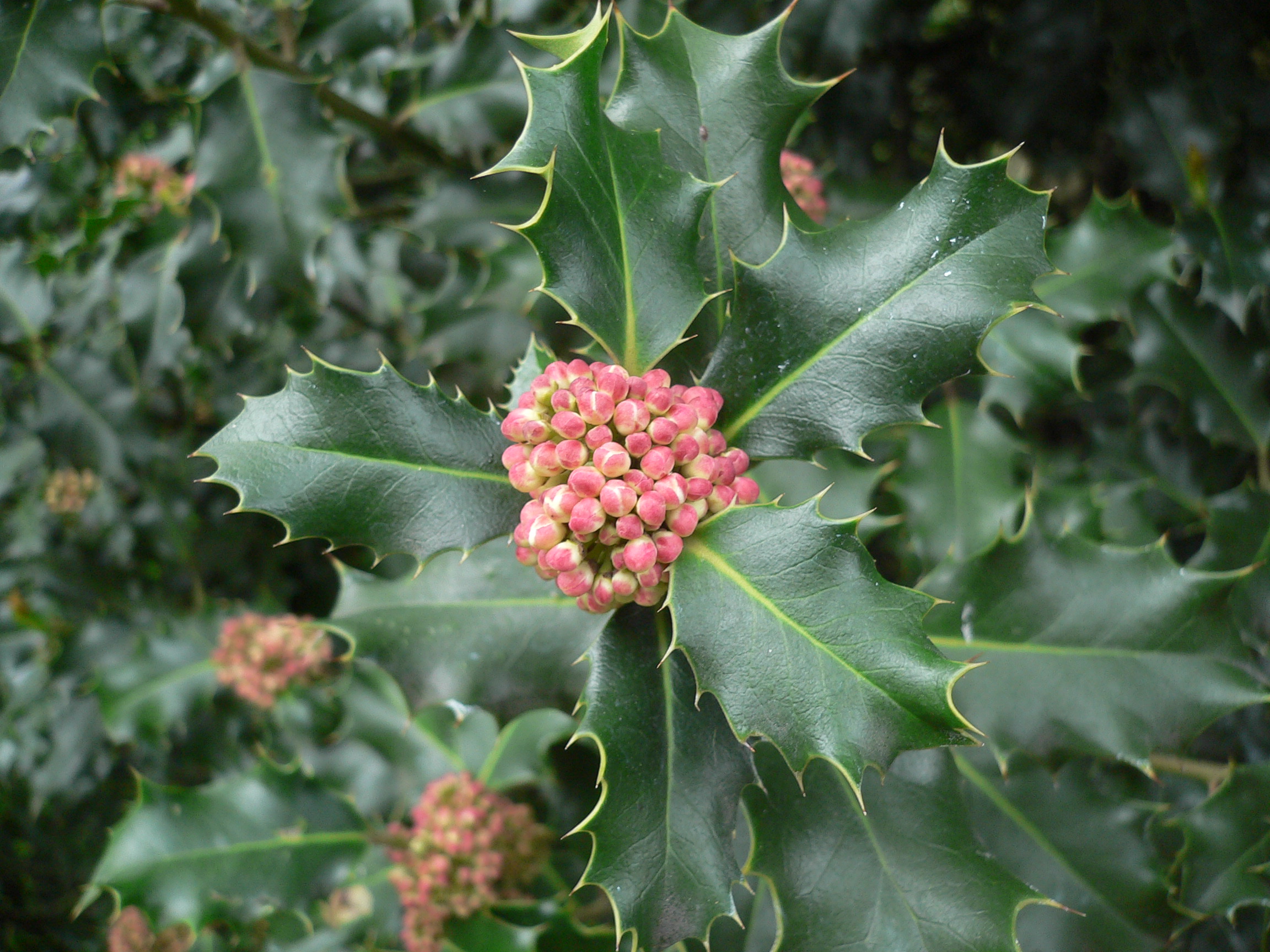 Houx commun - Ilex aquifolium