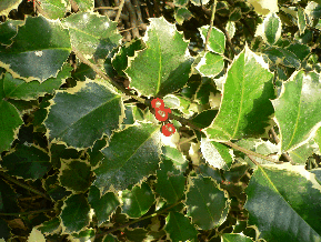 Houx commun - Ilex aquifolium