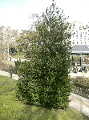 Houx commun - Ilex aquifolium