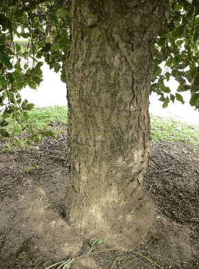 Houx commun - Ilex aquifolium