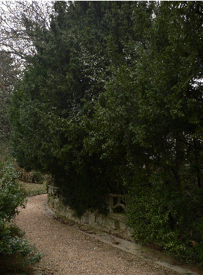 If commun - Taxus baccata