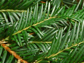 If commun - Taxus baccata