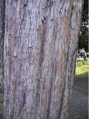 If commun - Taxus baccata