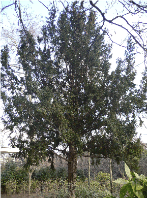 If commun - Taxus baccata