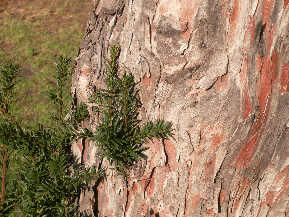 If commun - Taxus baccata
