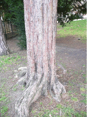 If commun - Taxus baccata